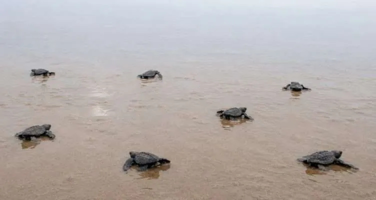 turtles hatching and making their way to the sea