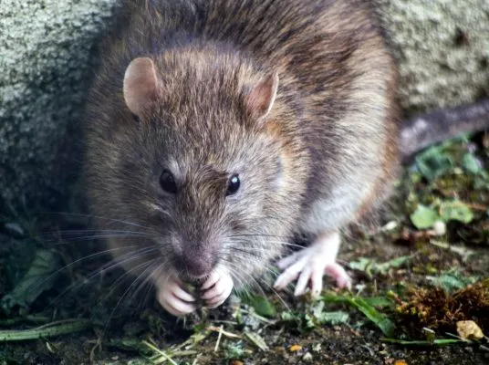 What is the best bait to catch a rat